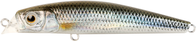 Bait Fish (700x700), Png Download