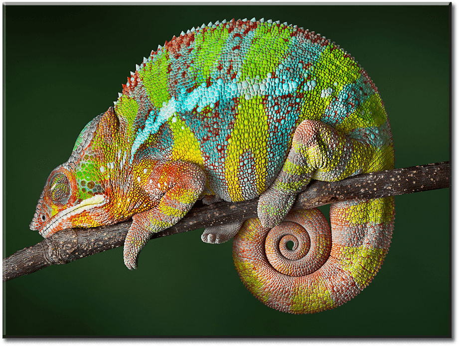 1 Panel Canvas Wall Art - Chameleon Animal (1000x750), Png Download