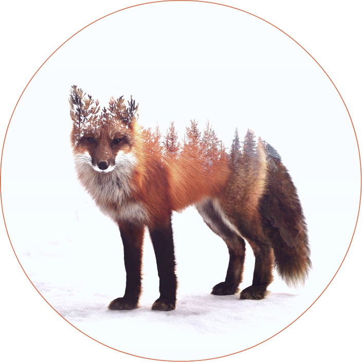 86220 - Fox Animals Art (704x704), Png Download