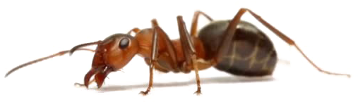 Ant With White Background (852x480), Png Download