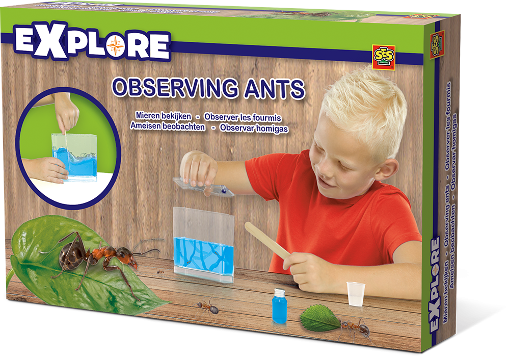 Observing Ants - Ant (999x700), Png Download