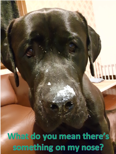 Photo Of Lenny Dl1896 - Companion Dog (638x638), Png Download