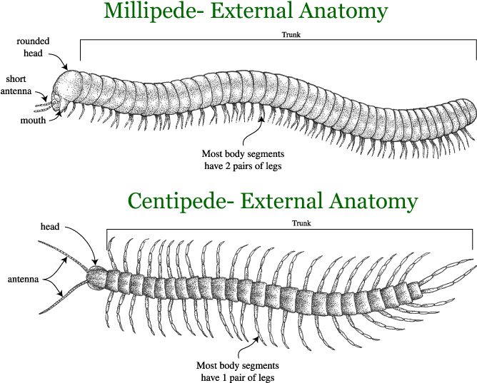 Centipedes, Millipedes - Millipede Centipede (702x591), Png Download