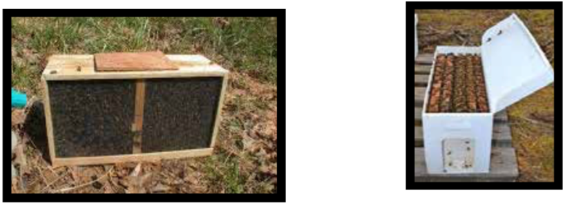 Comparing Package Bees And Nucs - Backyard (1024x358), Png Download