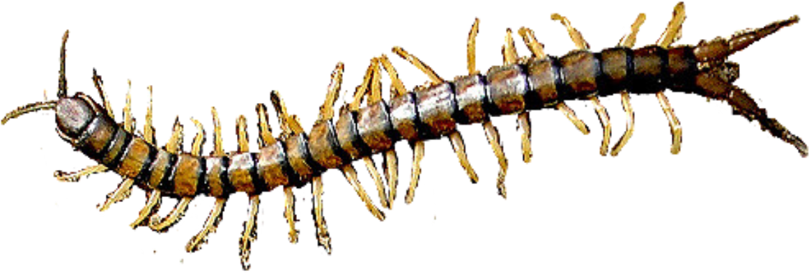 Insect (1177x480), Png Download