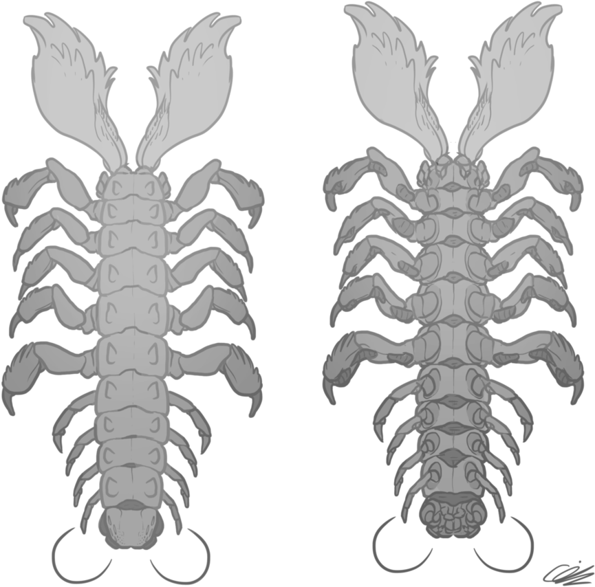 Desert Centipede Top And - American Lobster (907x880), Png Download