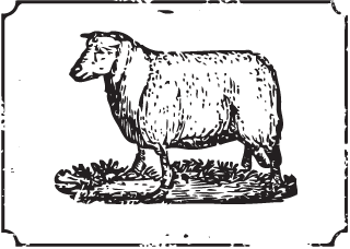 Lamb - Cattle (320x228), Png Download