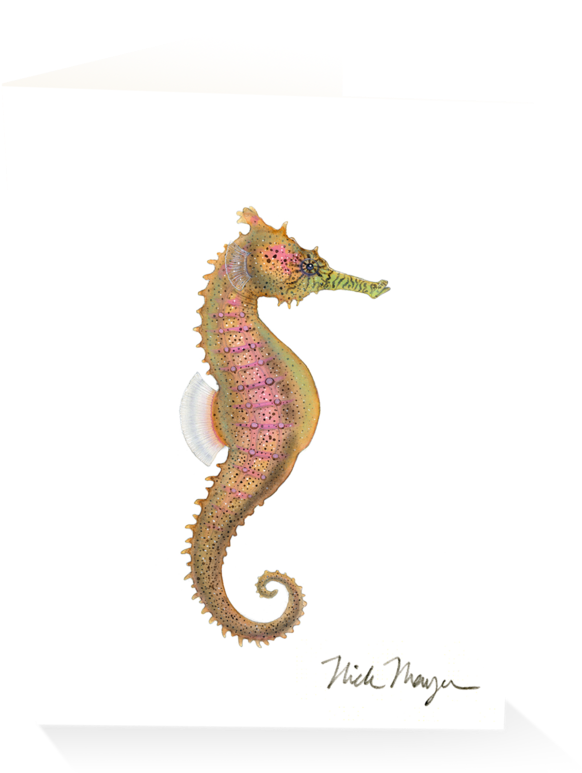 Northern Seahorse (1024x825), Png Download