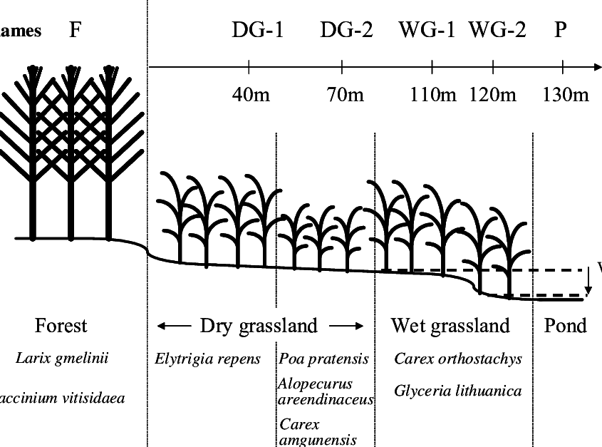 Description Of The Transect In The Neleger Alas Study - Illustration (845x627), Png Download