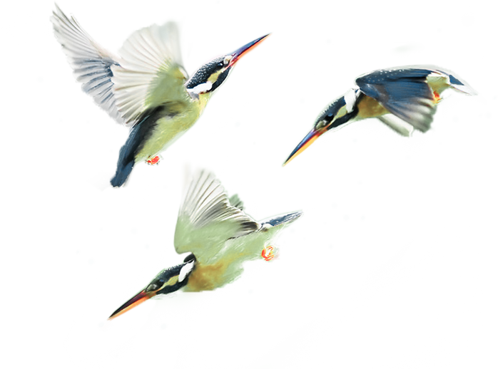 Therapy Services Teen Issues Kingfisher Birds - Coraciiformes (698x518), Png Download