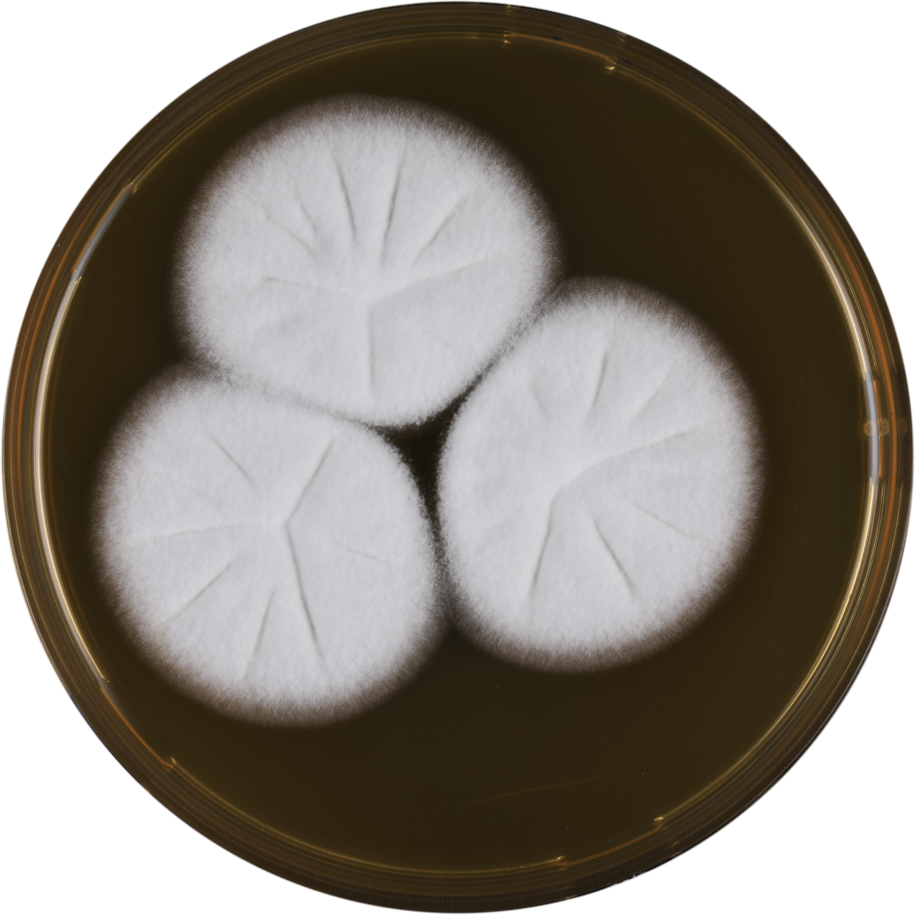 Aspergillus Assulatus Meaox - Dish (3573x3573), Png Download