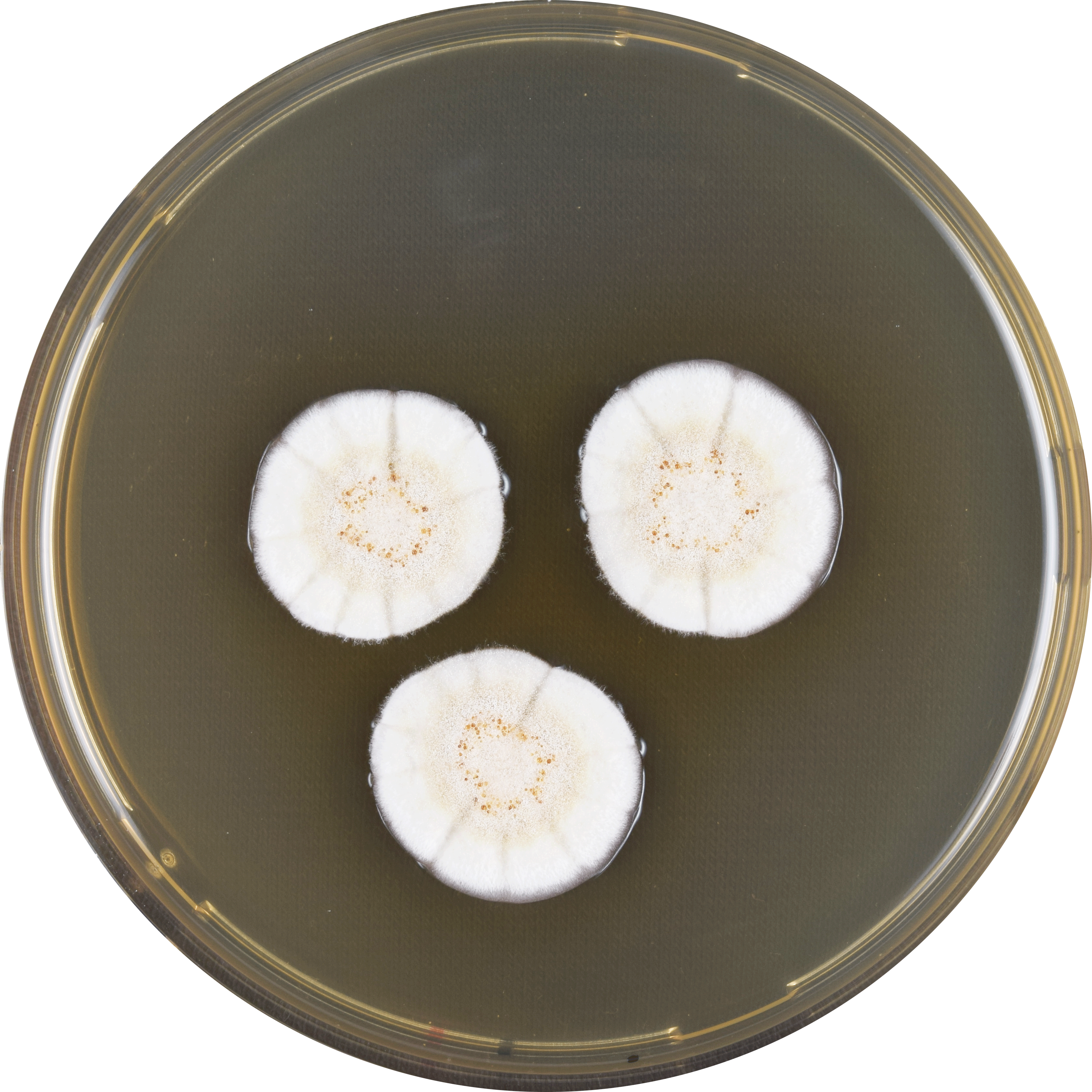 Aspergillus Frequens Meaox - Vegetable (3371x3371), Png Download