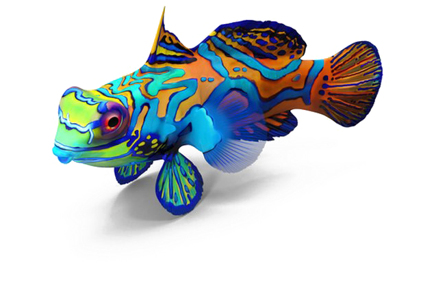 Fish Png Image Transparent Background - Animal Figure (720x720), Png Download