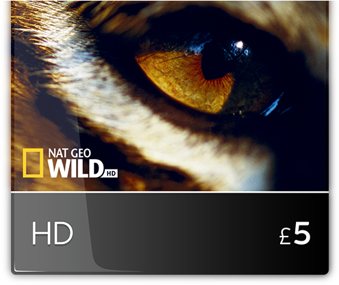 This Website Uses Cookies - Bengal Tiger (767x431), Png Download