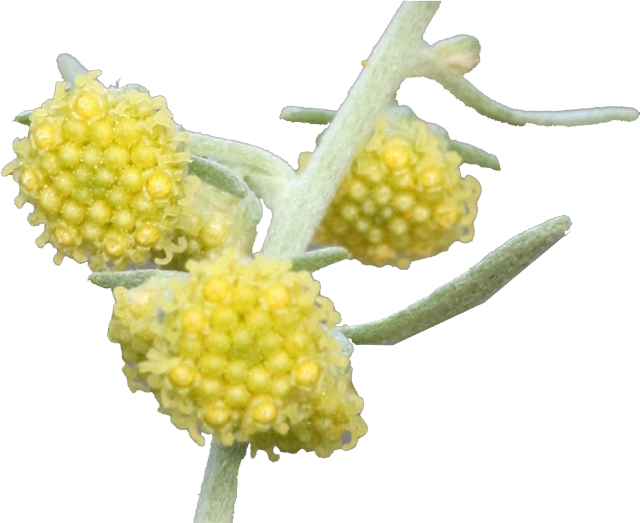 Buddleia (1000x750), Png Download