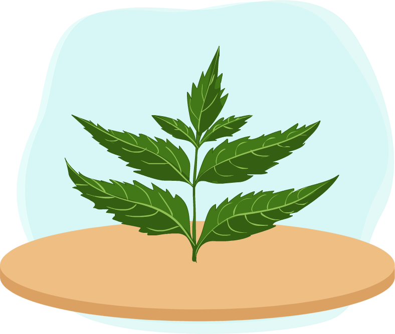 Neem Tree - Spearmint (788x667), Png Download