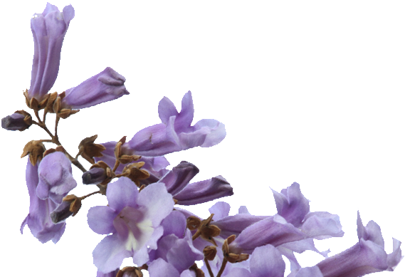 We Will Glide Through - Moth Orchid (752x421), Png Download