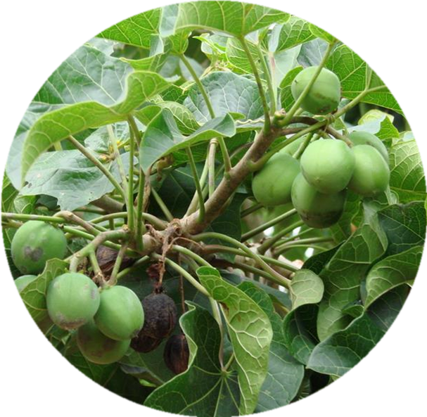 Azadirachtin Neem, Azadirachtin Neem Suppliers And - Chinaberry (607x593), Png Download