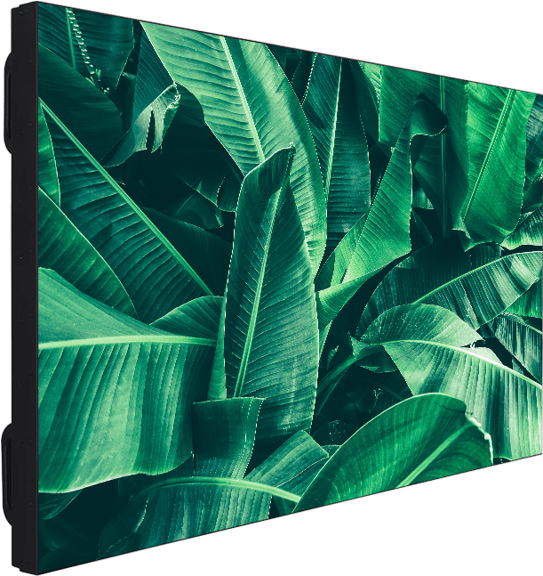 Vw55x503 - Palm Tree (1000x660), Png Download