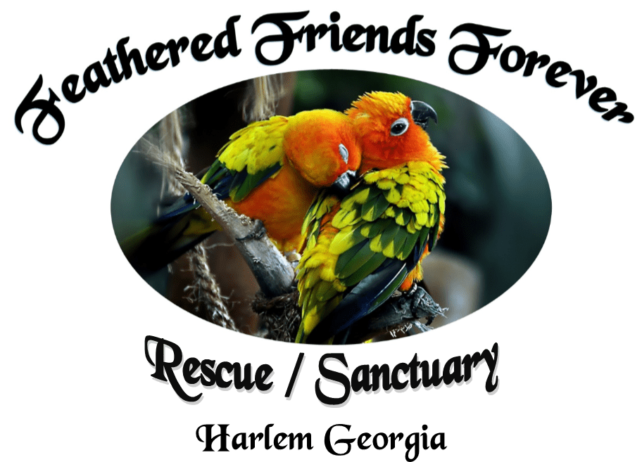 Feathered Friends Forever - Photo Caption (913x665), Png Download