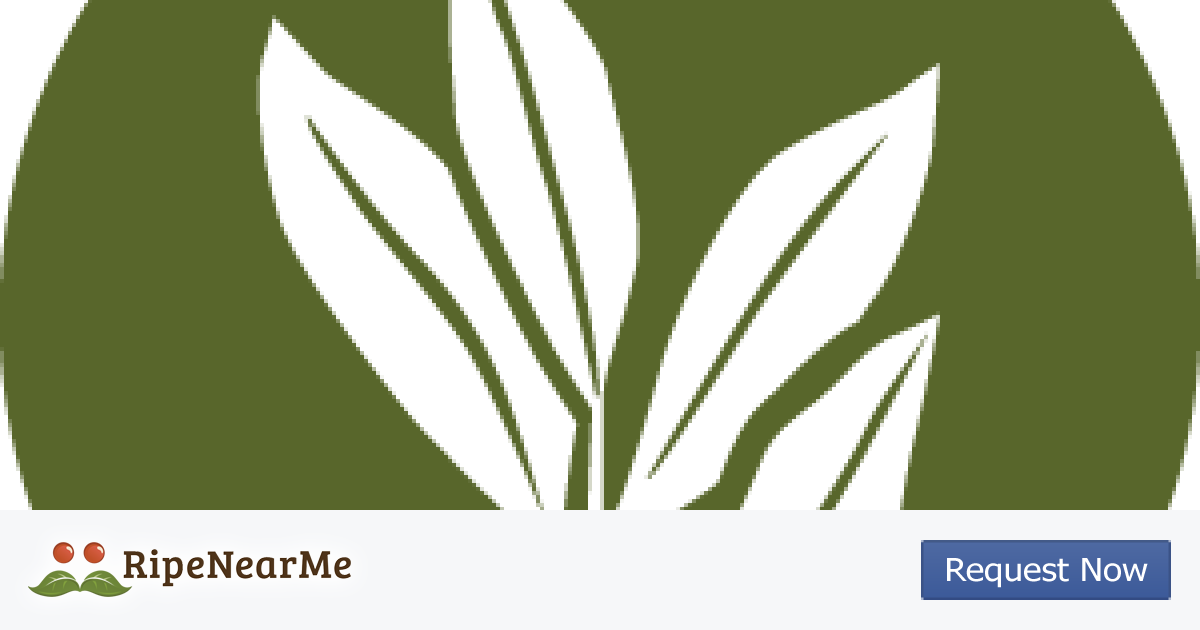 Agave (1200x630), Png Download