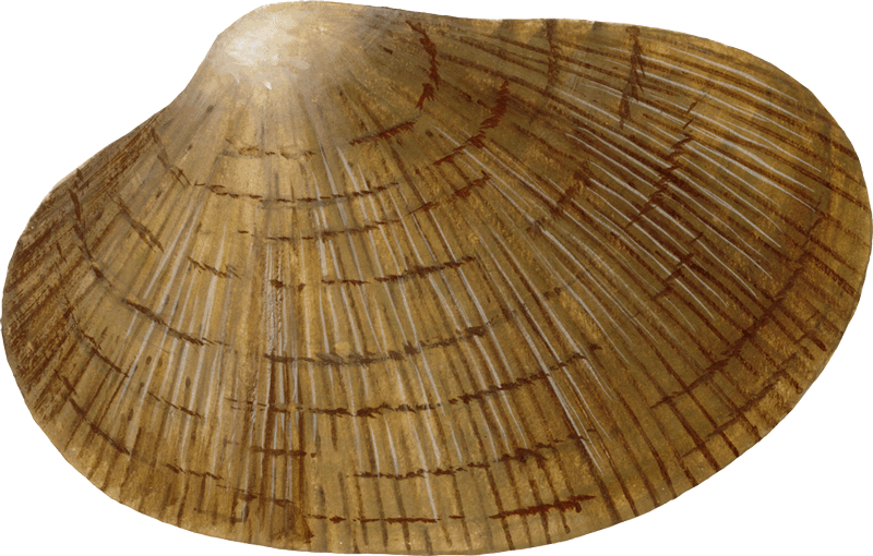 Clam-ruditapes Philippinarum El - Baltic Clam (800x510), Png Download