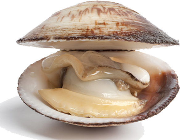 Difference Between A Clam (640x480), Png Download