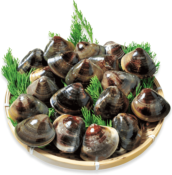 Kuwana's Famous Hamaguri Clams Are Known For Their - Clam (690x744), Png Download