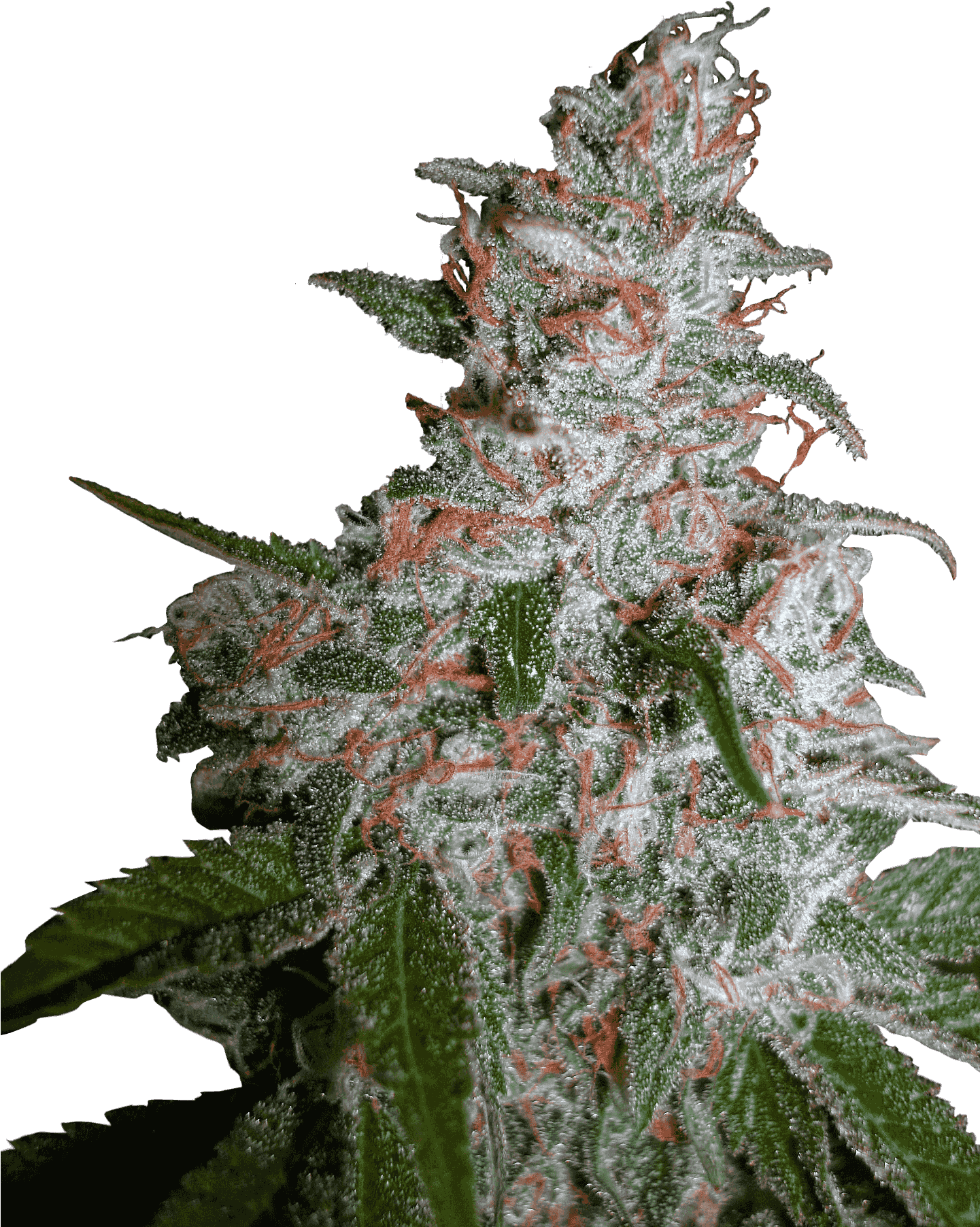 Northern Lights Moc - Northern Lights Cannabis (1440x1920), Png Download