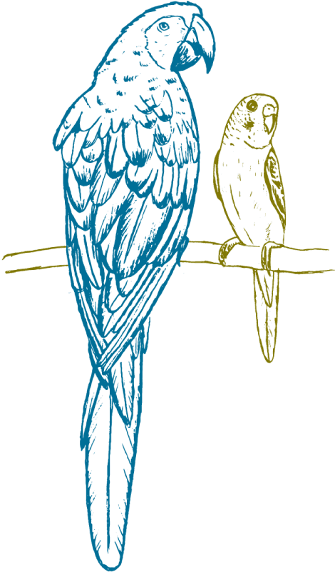Macaw (1000x1000), Png Download