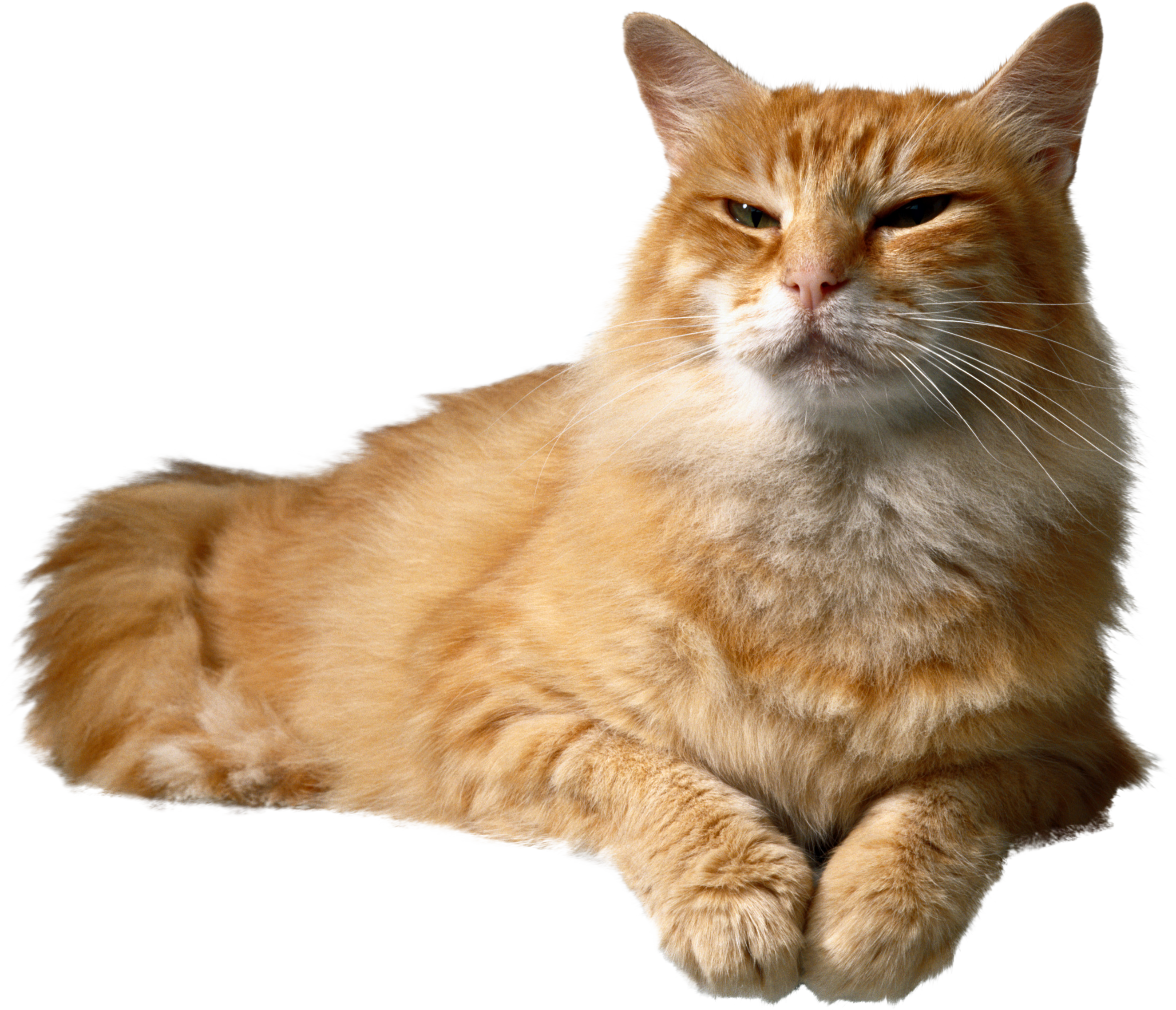 Cat Png Transparent (2649x2276), Png Download