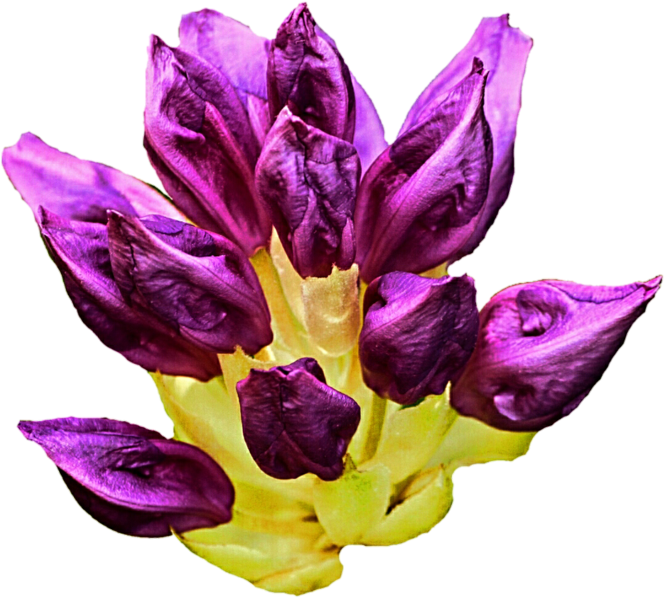 933 X 856 6 - Flower (933x856), Png Download