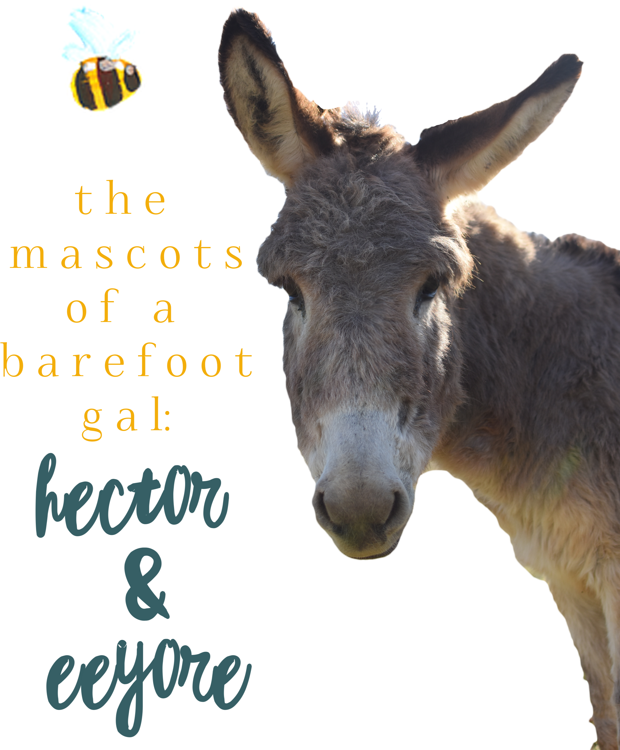 When You Follow This Blog New Posts Will Be Delivered - Burro (2550x3087), Png Download