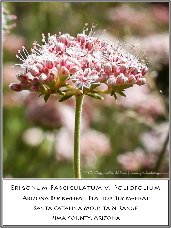 Swft01 - Brittlebush Swft02 - Buckwheat - Milkweed (695x925), Png Download