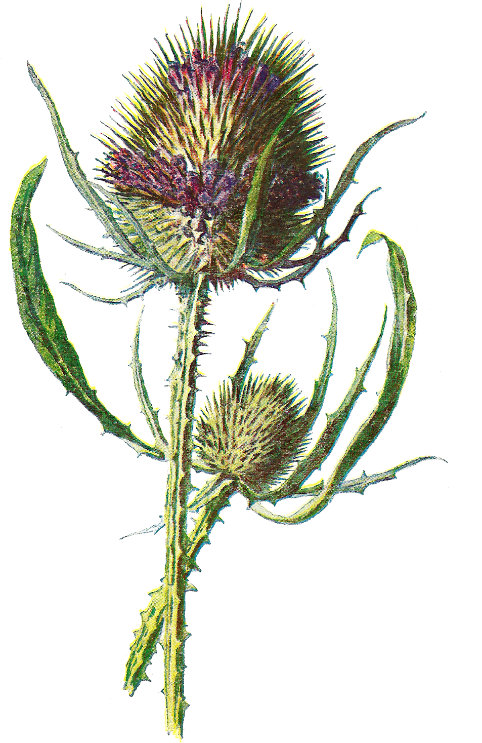 Free Digital Flower Clip Art - Teasel Clipart (1017x1600), Png Download