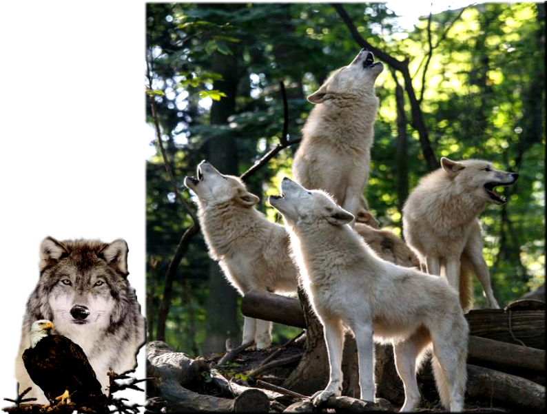 Обсуждение На Liveinternet - Wolf (800x600), Png Download