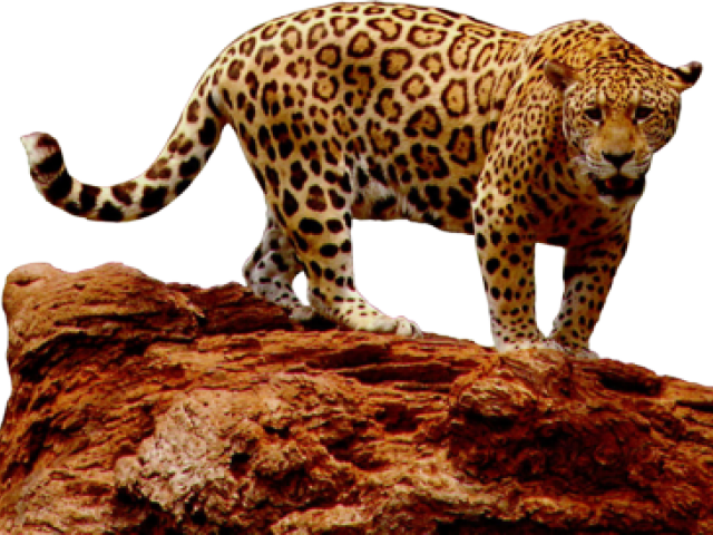Leopard (640x480), Png Download
