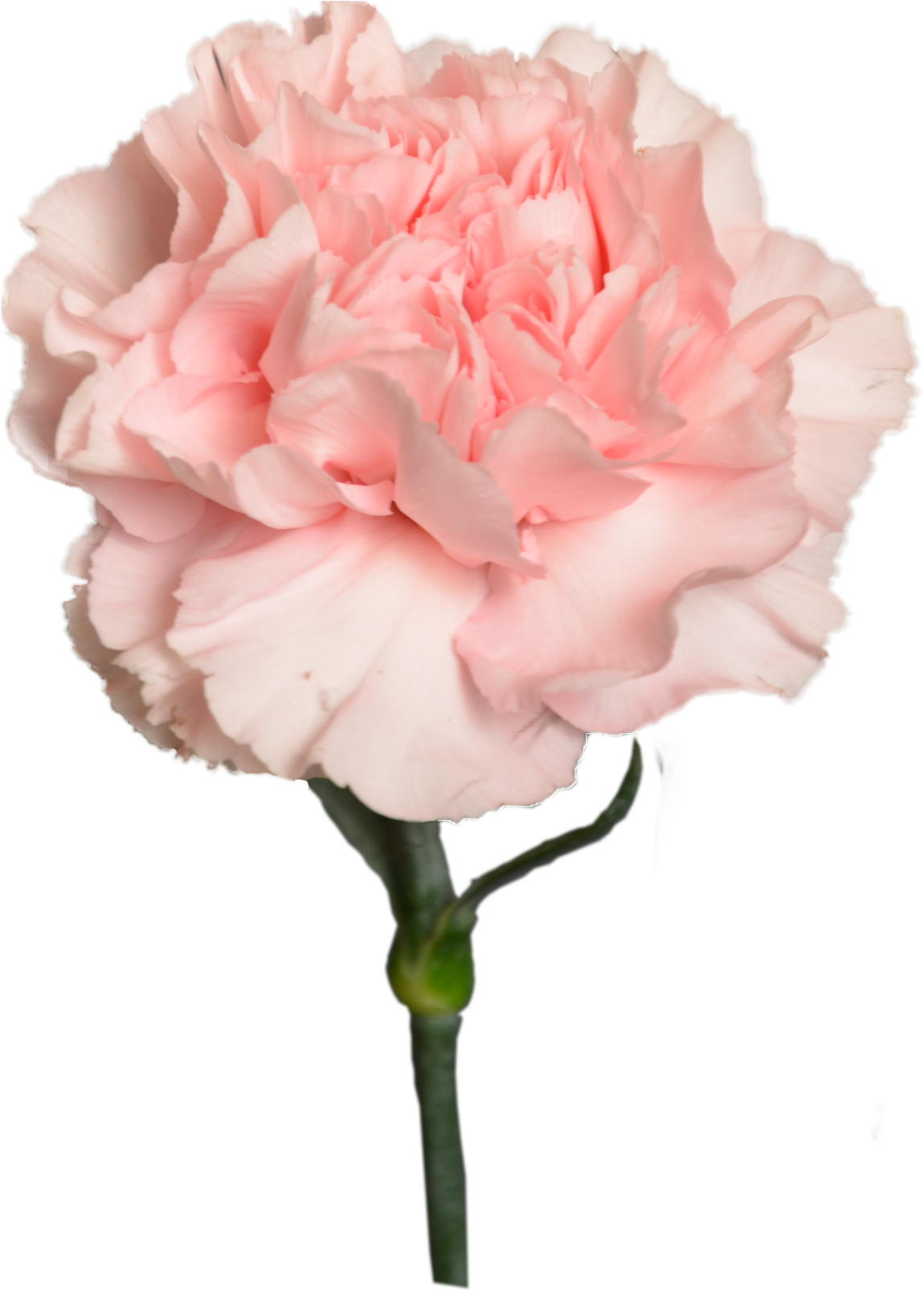 Carnation Peach Light Flower Shop Studio Flores - Carnation (1916x1827), Png Download