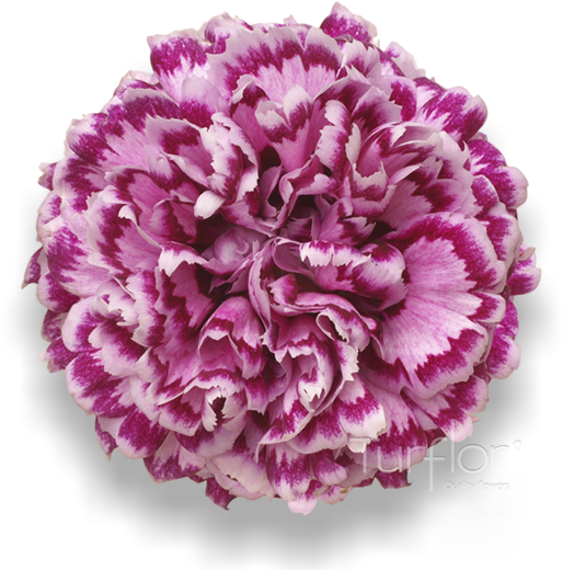 Antigua - Carnation (652x532), Png Download