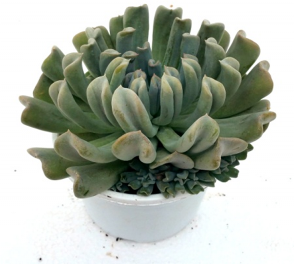 Echeveria Runyonii Topsy-turvy Succulent Plant - Flowerpot (600x770), Png Download