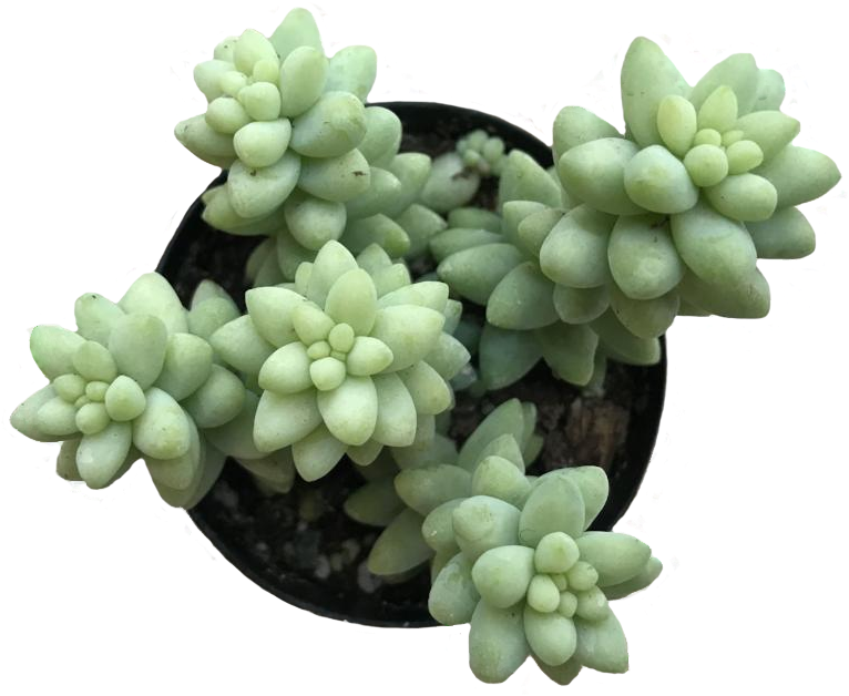 Donkey Tail - Transparent Background Succulents Png (865x865), Png Download