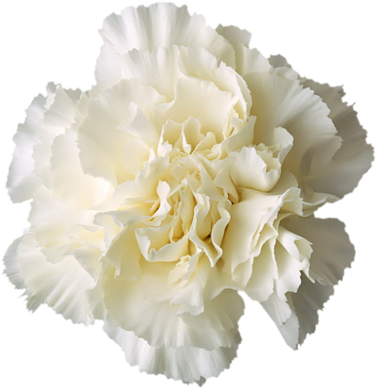Delta Sigma Phi Flower - White Carnation No Background (600x581), Png Download