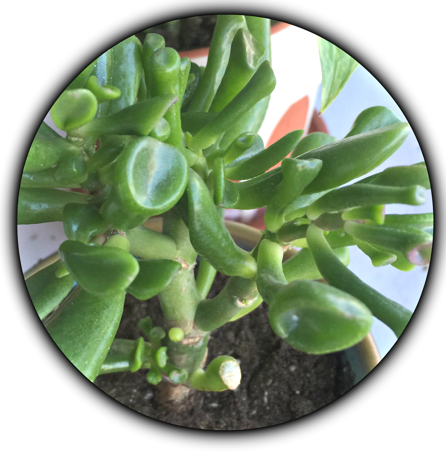 Succulents For Low Light Environments Green - Plantas Da Sorte Suculentas (1536x1562), Png Download