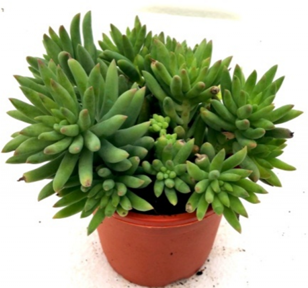 Sedum Morganianum Succulent Plant - Bomba De Aceite Dakar 200 (600x770), Png Download