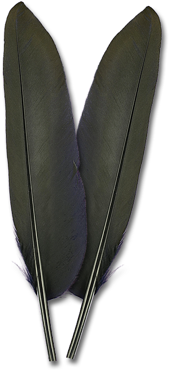 Duck Quills Duck Quills - Feather (650x800), Png Download