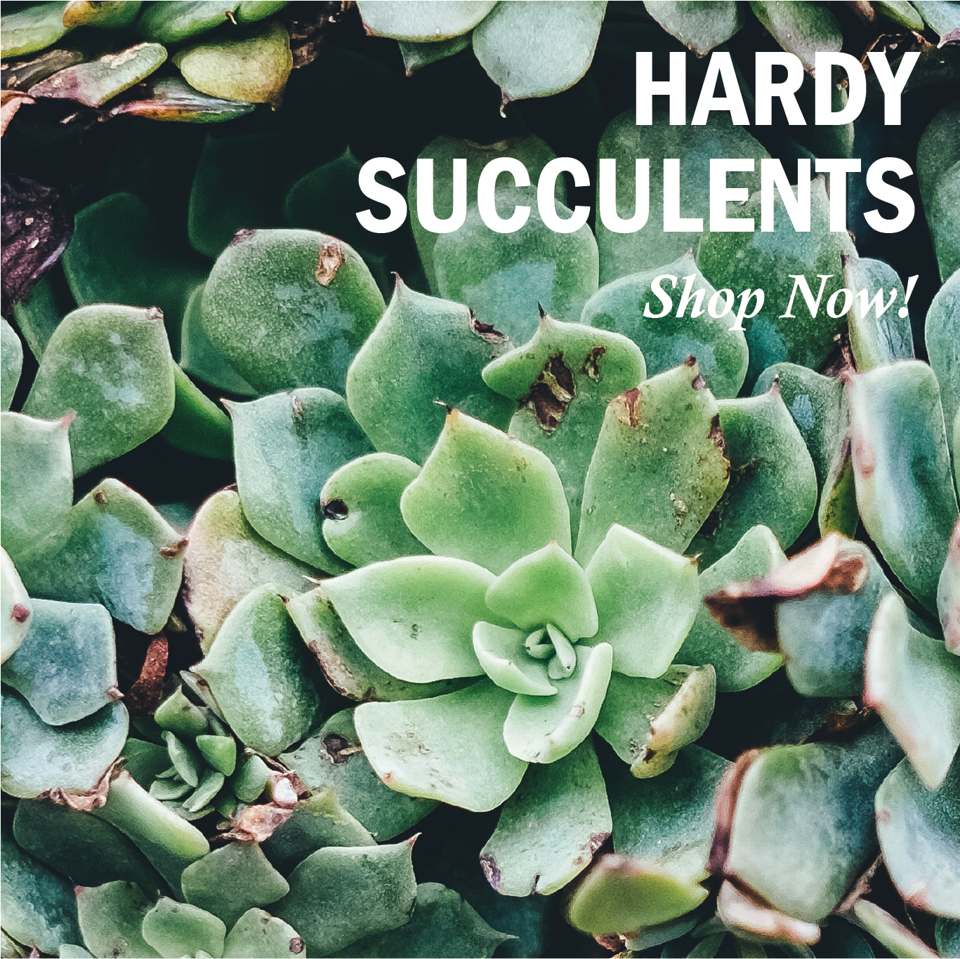 Agave (1500x1500), Png Download