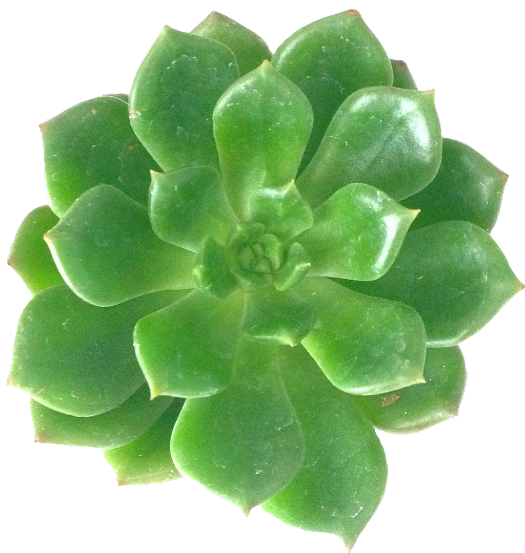 Succulents Sticker - White Mexican Rose (1024x1080), Png Download