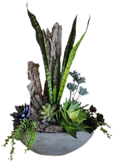 Forever Succulents - Ikebana (600x600), Png Download