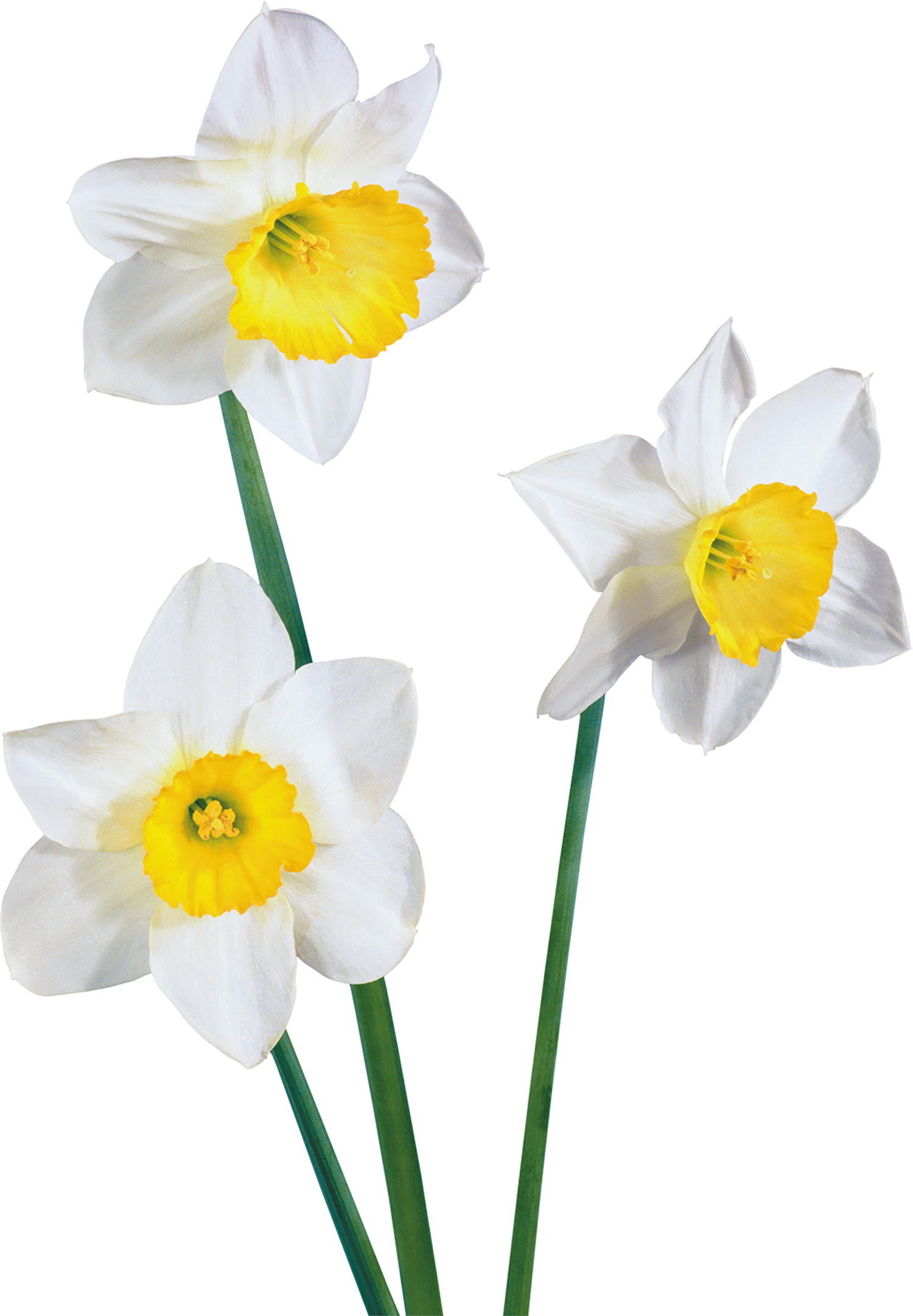 1500 X 2162 1 - White Flowers (1500x2162), Png Download