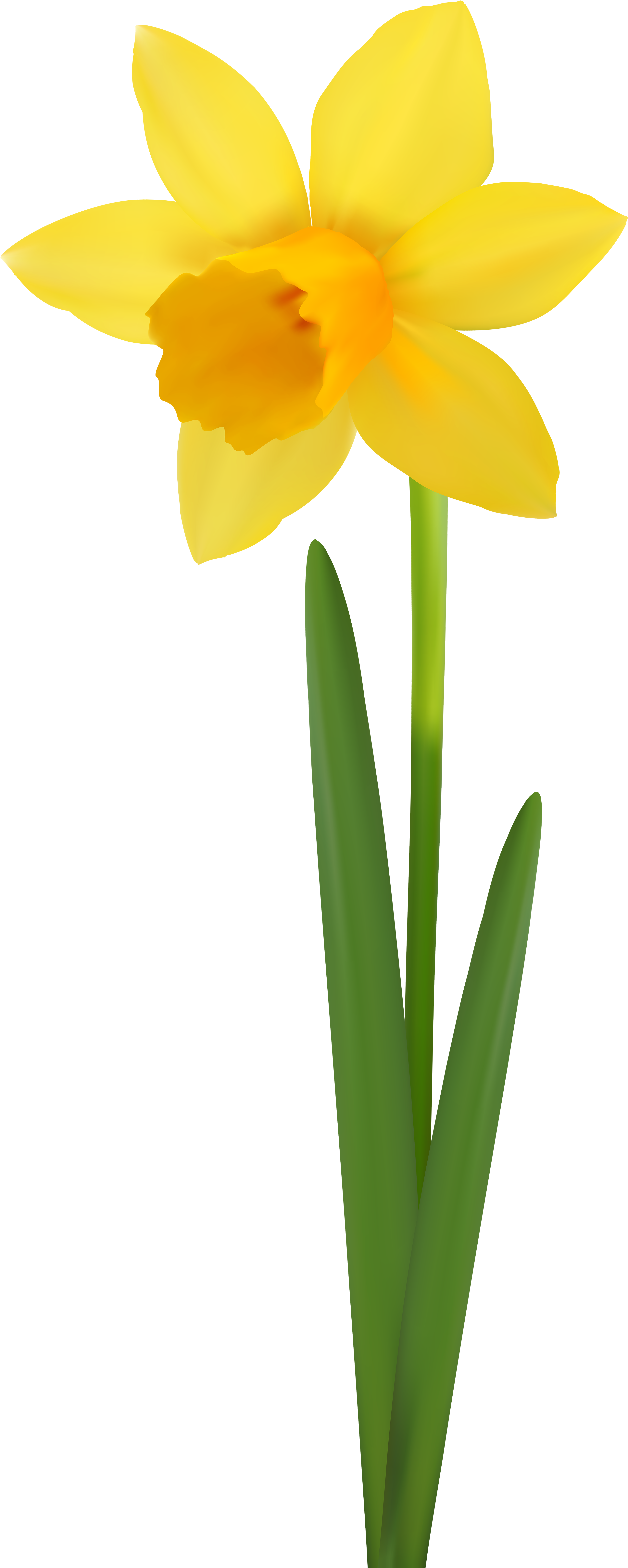 Daffodil Flower Transparent Image - Narcissus (3384x8000), Png Download